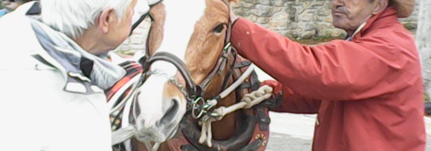 Jose voert het paard