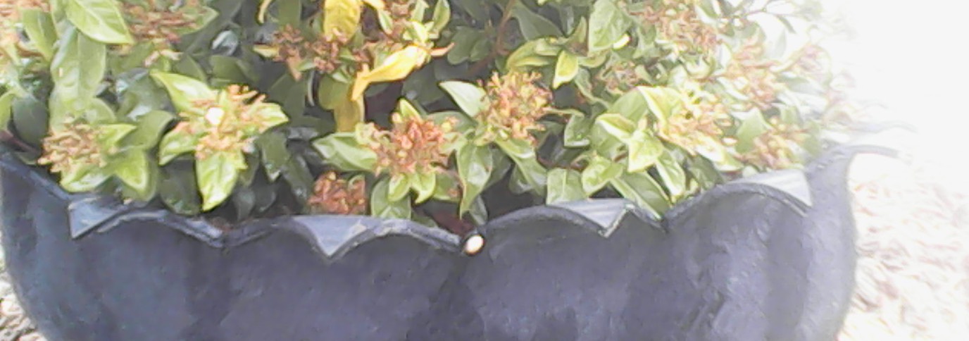 Mooie plantenbak