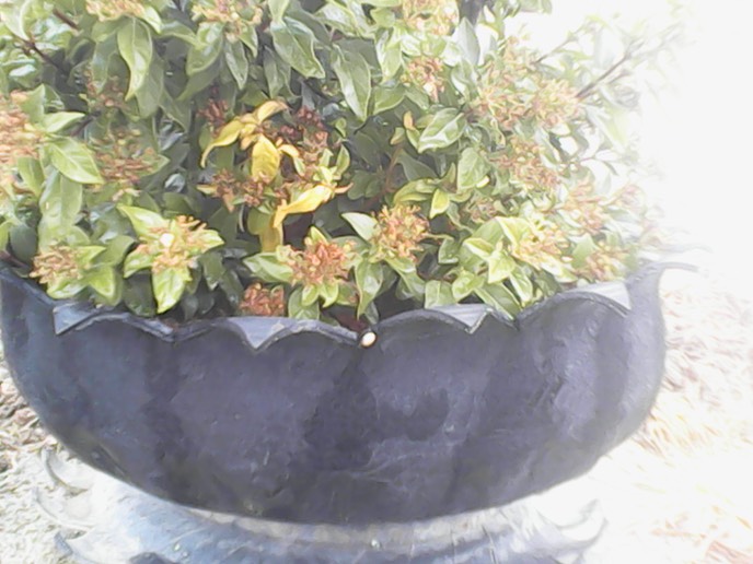 Mooie plantenbak