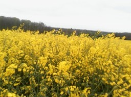 unnamed